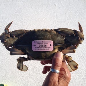 tagged blue claw crab, SERC, Smithsonian Environmental Research Center’s blue crab research program, delaware, sussex county, ocean city, maryland, assawoman bay,