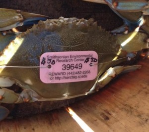 delaware, sussex county, assawoman bay, tagged blue claw crab, SERC, Smithsonian Environmental Research Center’s blue crab research program