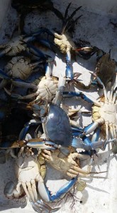 blue claw crab all blue,albino crab, delaware, sussex county