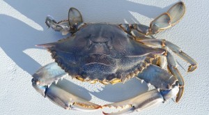 blue blue claw crab, blue crab, albino crab, hard crabs, soft crabs, delaware, sussex county