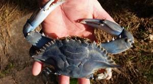blue claw cerab albino, blue crab, blue colored crab, delaware, sussex county
