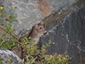 Ship rat, roosevelt inlet, lewes beach,