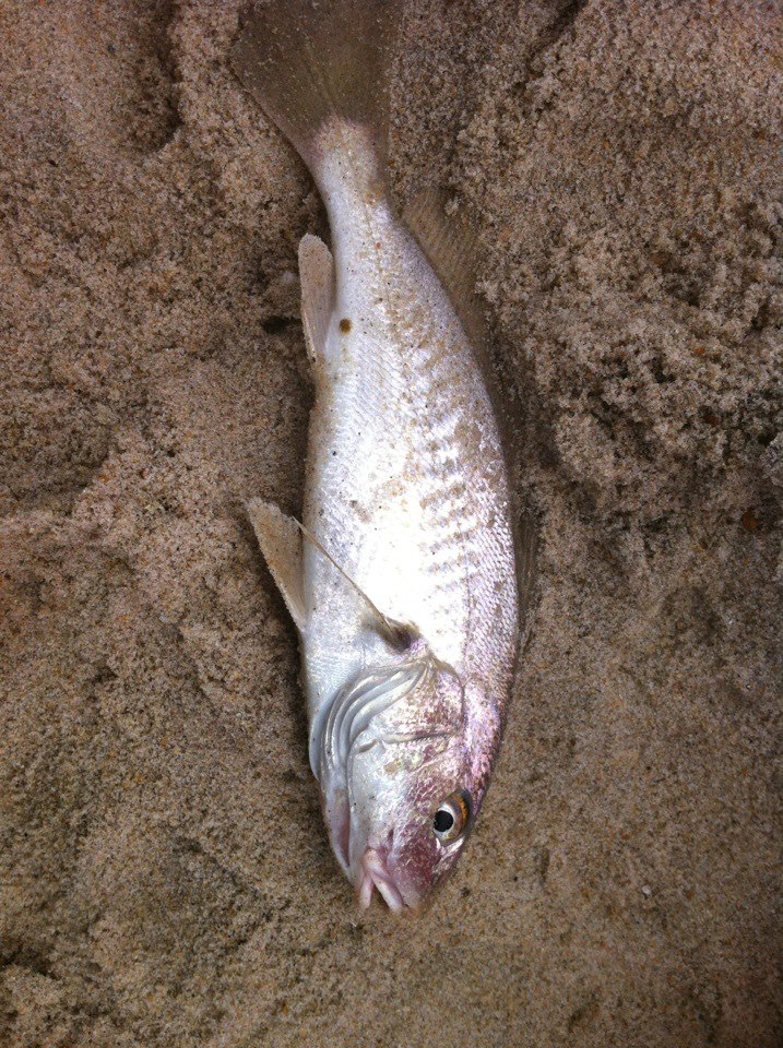 Croakers are getting bigger, keeper flounder in the surf delaware