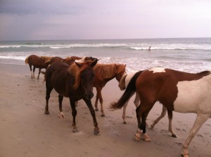 Assateague ponies, assateague island, maryland, OCMD, ocean city