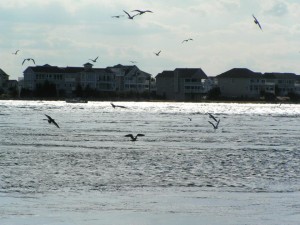 indian river inlet, birds working water, seagulls
