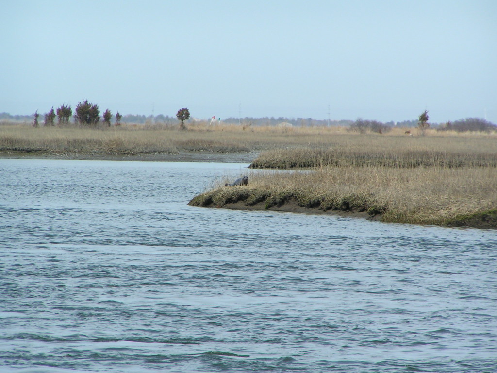 seal, masseys landing, long neck delaware, the ditch,