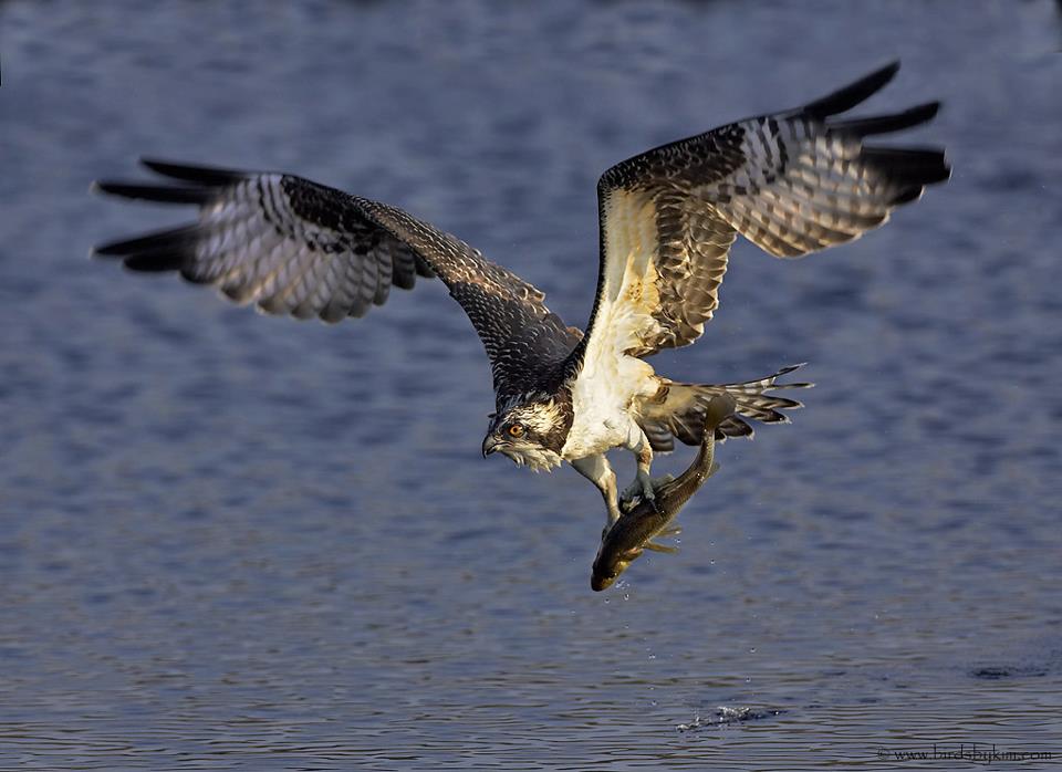 osprey, tri state bird rescue and research, osprey injuries, bird rescues, Frink Center for Wildlife
