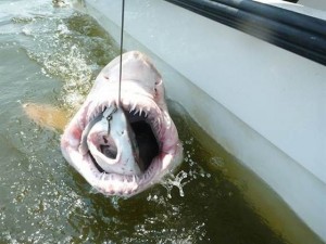 sandtiger swallows dogfish, ORB lab, niversity of Delaware, DSF, delaware surf fishing
