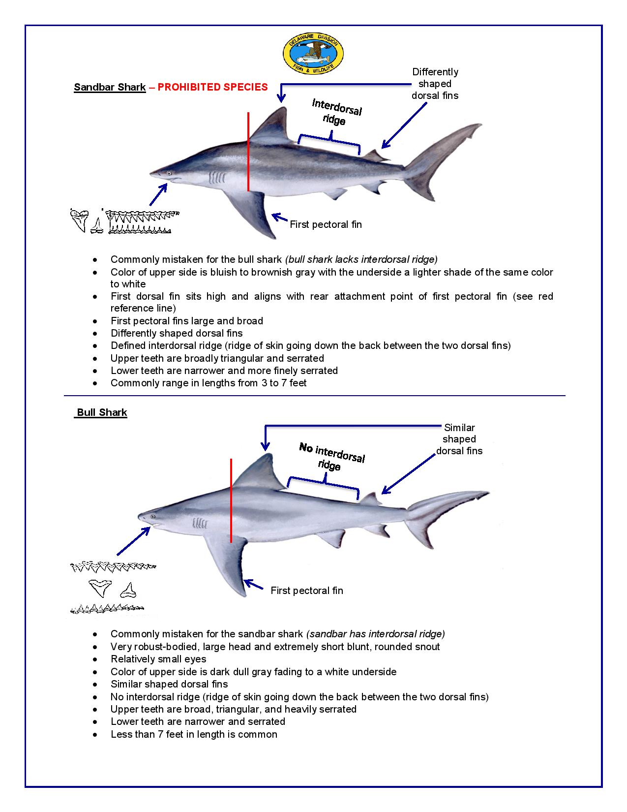 Bull Shark Diagram
