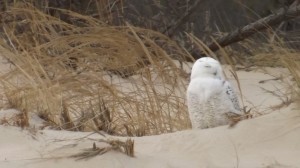 snowy owl in delaware,