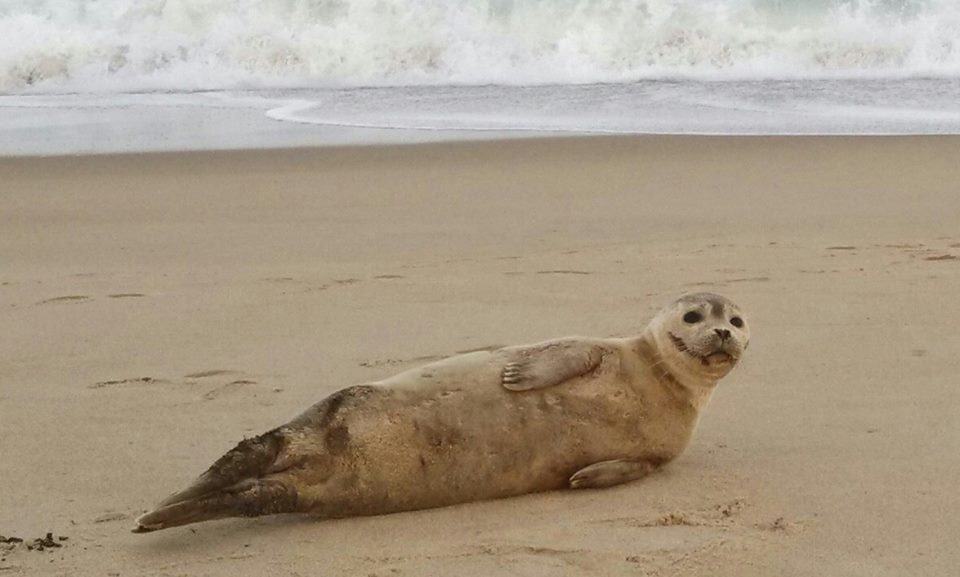 harbor seal indelaware, gray seal, seal on beach, atlantic seal, seal