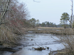 tidal creek, inland bays, indian river, indian river bay,vlasic plant, pinnacle, allen harim
