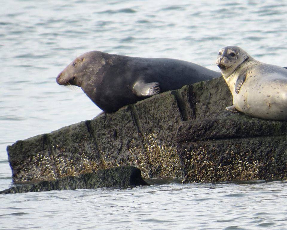delaware, sussex county, masseys landing grey seal, harbor seal, haystacks, outer wall, iner wall, safe refuge harbor, cape henlopen