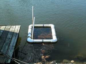 aquaculture shell fish, oyster farming, clam farming, center for he inlandbays, DNREC, fish and wildlife division,