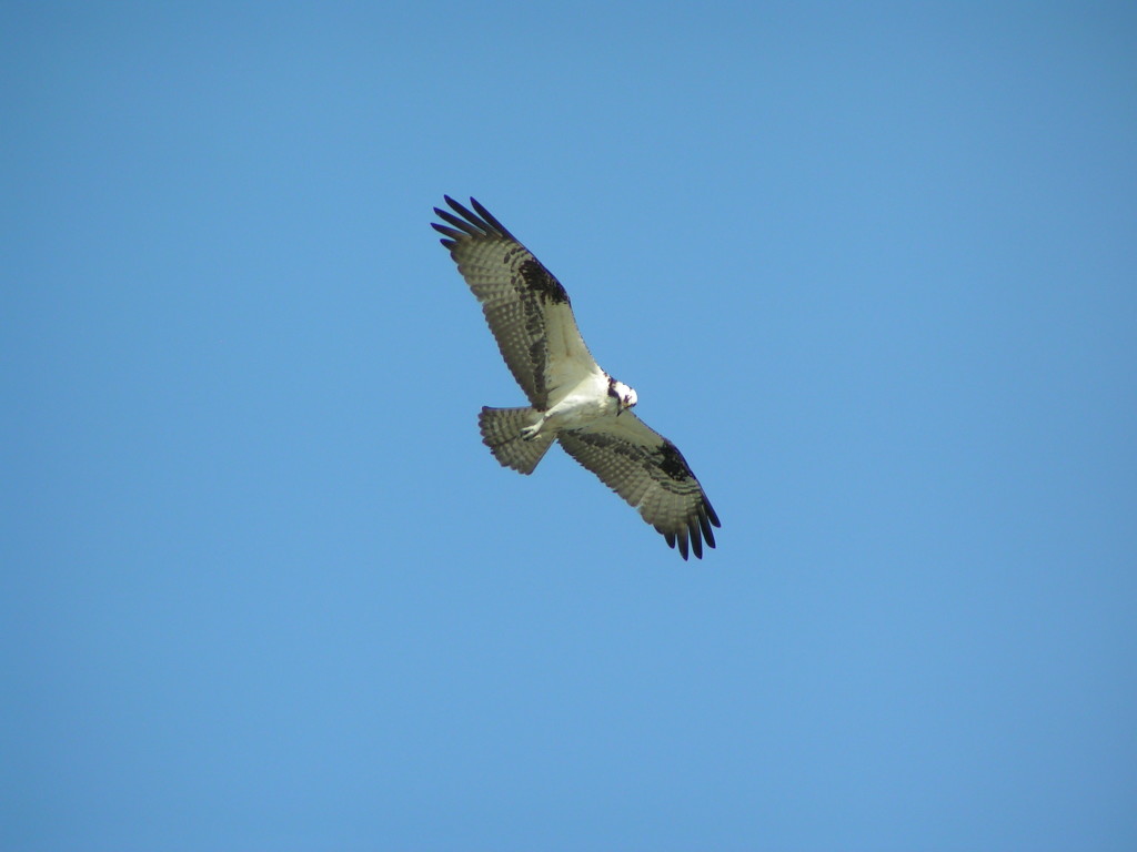 Osprey, raptors, birds of prey, hunting birds, DNREC