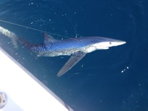 blue shark in Delaware, deep blue mayhem, shark fishing