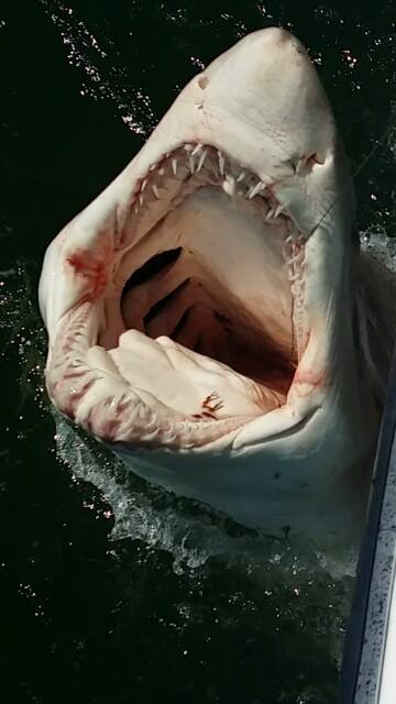 Sharks can be deterred from beaches by catching and releasing them