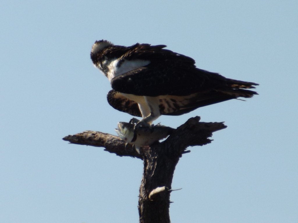 osprey, cape henlopen state park, hawk watch overlook, migratory raptor,