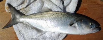 bluefish pomatomus saltatrix atlantic city tide chart