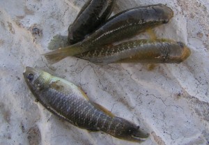 Mummichog minnow (killifish)