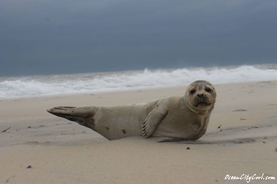 seal. ocean city,