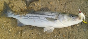 Striped bass, rock fish, fall run, spring run, migratory atlantic fish,