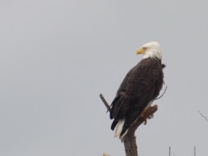 bald eagle, 1000 acre marsh, bird watching, ecotourists, C&D canal, route 9 augustine wildlife area, delaware wildlands,