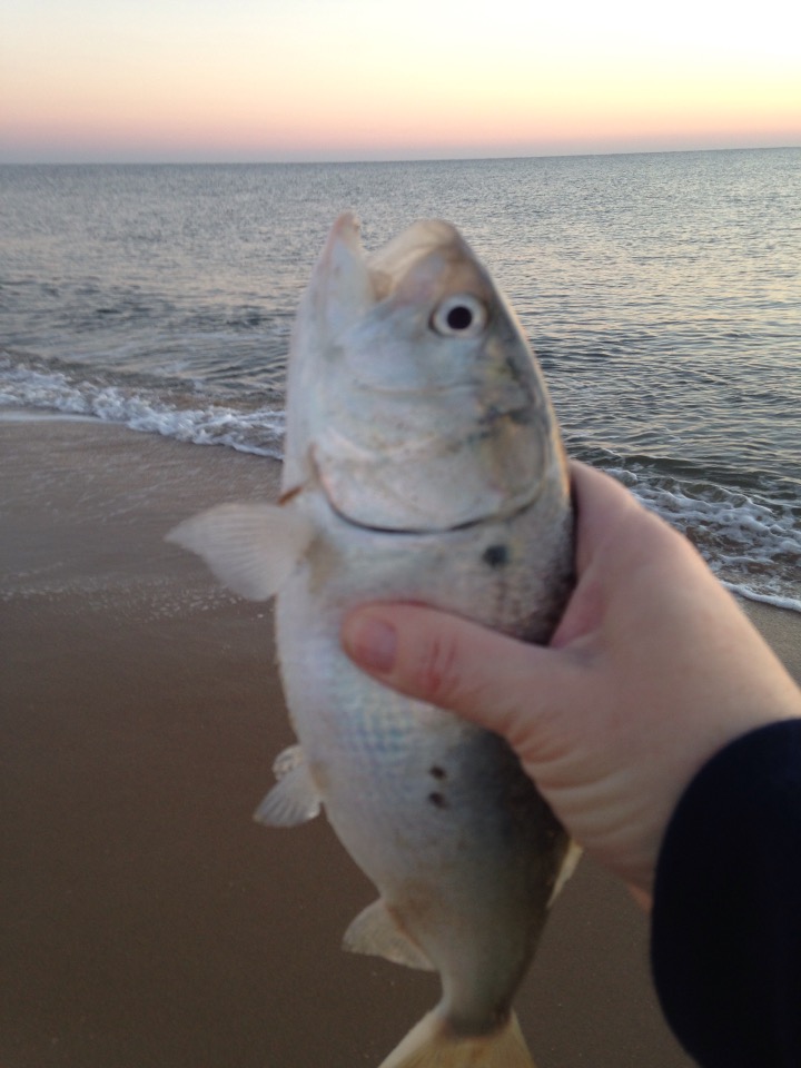 bunker, fall run, cape henlopen state park, indian river inlet, fatback, moss bunker, atlantic menhaden