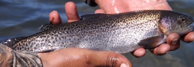 rainbow trout, newton pond, tidbury pond, dover, greenwood, delaware, sussex county, kent county, opening day, borrow pit