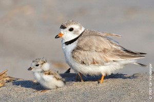 fledgling p[lover, delaware, sussex county, piping plover, endangered bird, federally protected