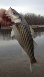 Striped bass
