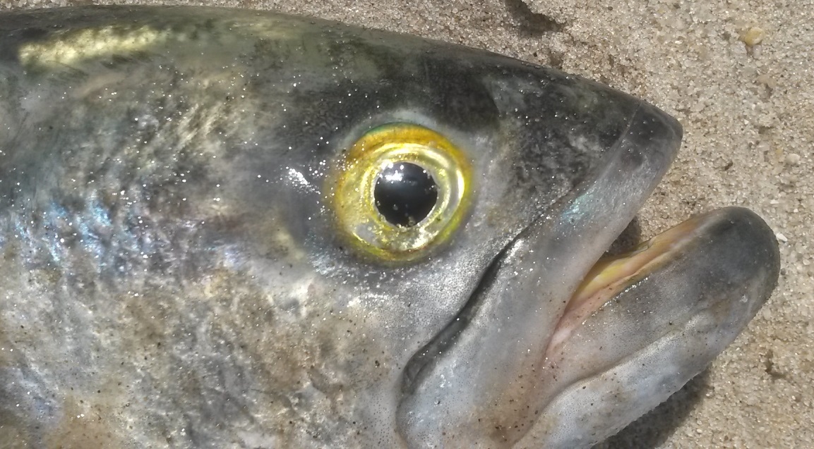 Old Yellow Eyed Devil, bluefish