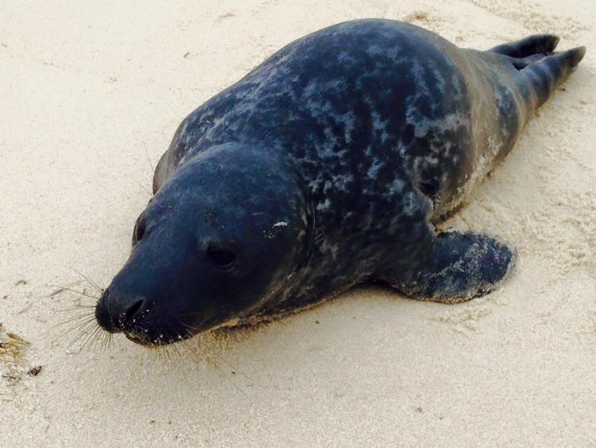 seals in Delaware, grey seal, harborseal, merr, delaware seashore state park, sussex county, marine education research and rescue institute, mammals, flipper, masseys landing, faithful steward, savages ditch