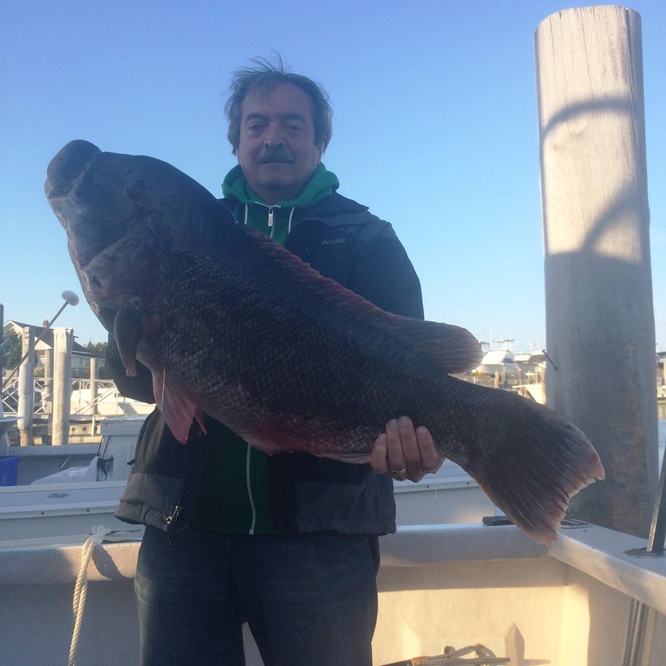 tautog, blakcfish, whitechinner, jims bait and tackle, cape may, taug fishin,