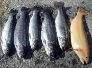 spring trout season in Delaware, white clay creek, brandywine creek, pike creek , mill creek, golden trout