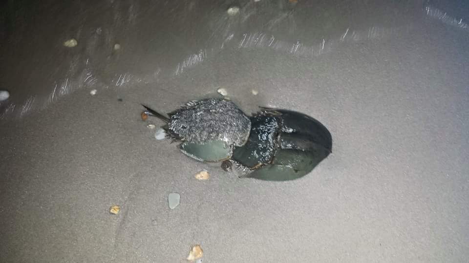 Horseshoe Crabs, spawning survery, DNERR, DuPont Nature Center, Delaware National Estuarine Research Reserve
