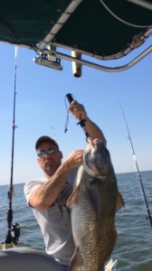 black Drum, delaware bay, coral beds, slaughter beach, prime hook