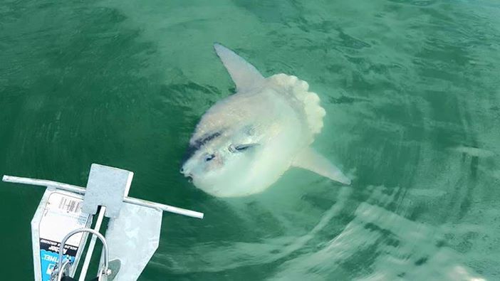 Mola mola, ocean sunfish, delaware , indian river inlet, atlantic ocean fish, sussex county, delaware, off shore fishing