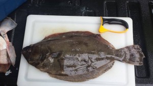 Summer flounder, delaware, sussex county, inland bay
