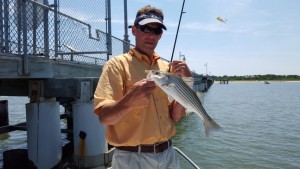 henlopen pier, striped bass, slot striped bass fishingin delaaware bay, sussex county, lewes