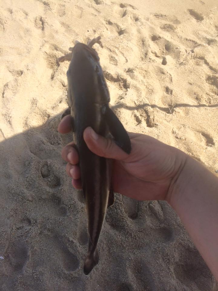 little Cobia caught in the surf at Fenwick Island on a squid head
