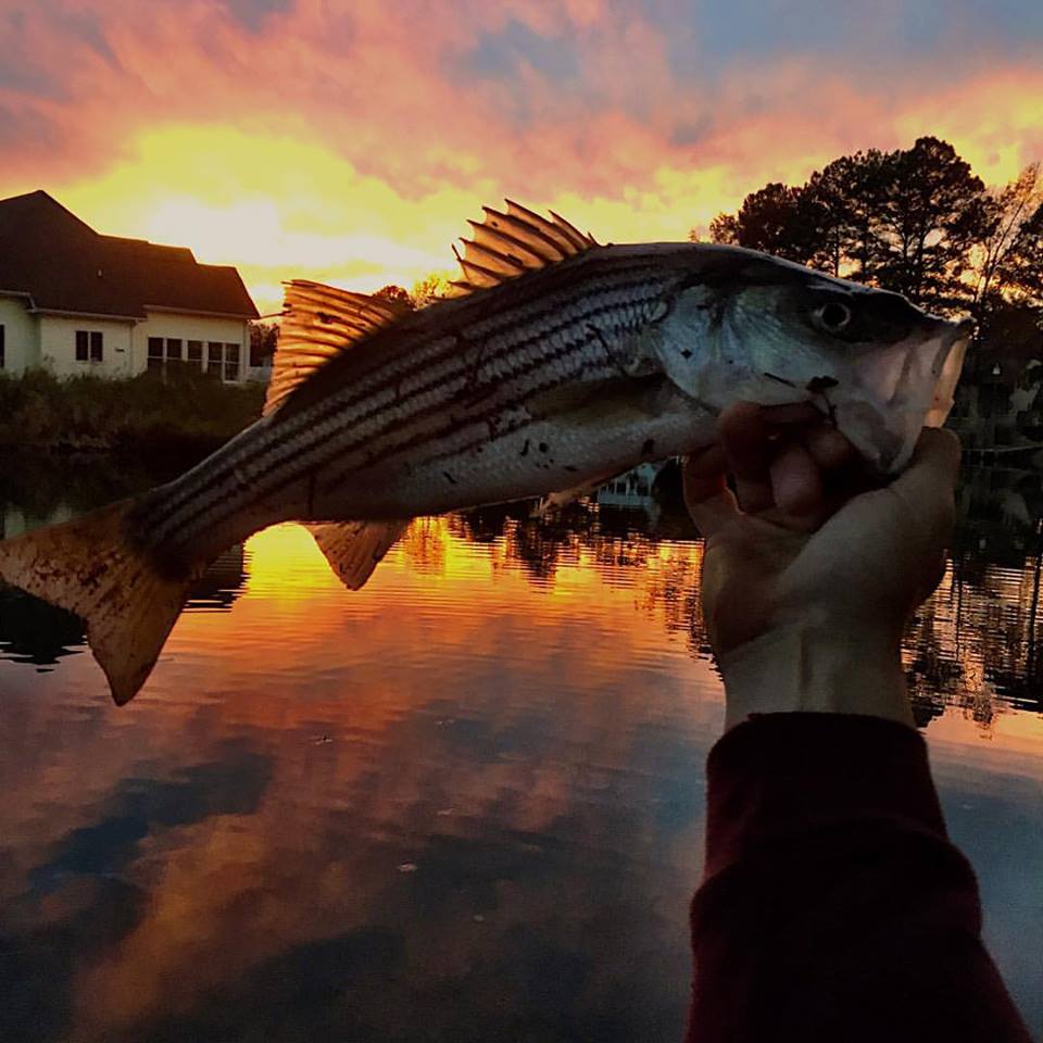 striped bass, rehoboth beach, delaware, sussex county, rockfish, linesider, swim shads