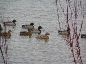 mallards, delaware, sussex county
