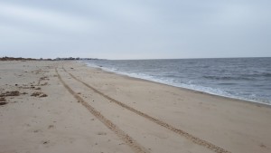 beach plum island, bpi, delaware, sussex county 