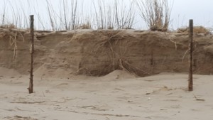beach plum island state park update delaware surf surf city tide chart 2016