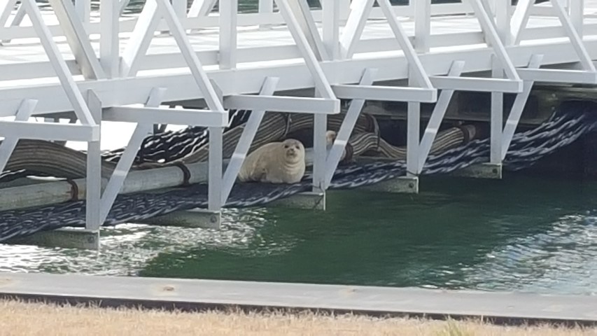 harbor seal,delaware, sussex county, merr, indian river inlet, iri, inland bays
