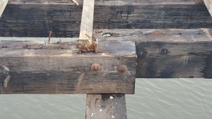 cape Henlopen fishing pier structure