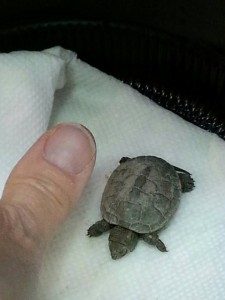 diamond back terrapinhatchling, rescued turtles, delaware,sussex county,kent county, delaware bay, 