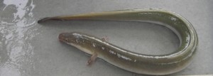 American Eel,delaware, sussex county, kent county, new castle county. delmarva, asmfc, dnrec