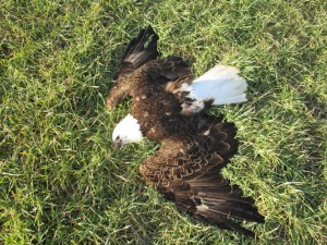 dead eagles in maryland, bald eagle
